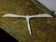 Baccharis Borer (Hellinsia balanotes)