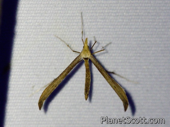 Plume Moth (Pterophoridae sp)