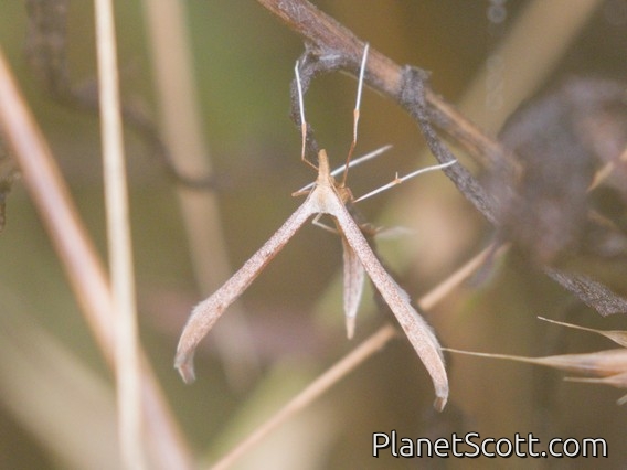 Plume Moth (Pterophoridae sp)