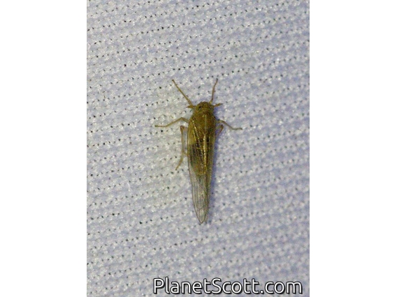 Delphacid Planthopper (Pareuidella sp)
