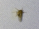 Delphacid Planthopper (Pareuidella sp)