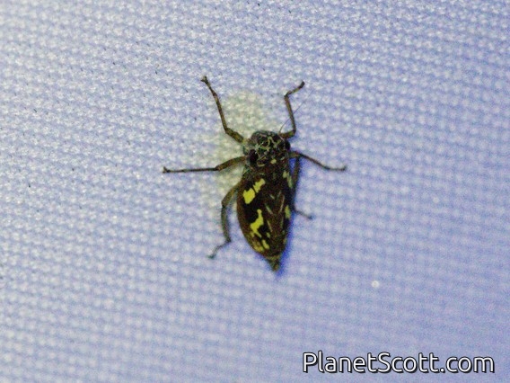 Leafhopper (Cicadellidae sp)
