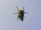 Leafhopper (Cicadellidae sp)