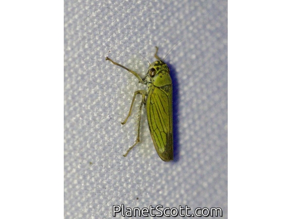 Leafhopper (Cicadellidae sp)