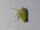 Leafhopper (Cicadellidae sp)