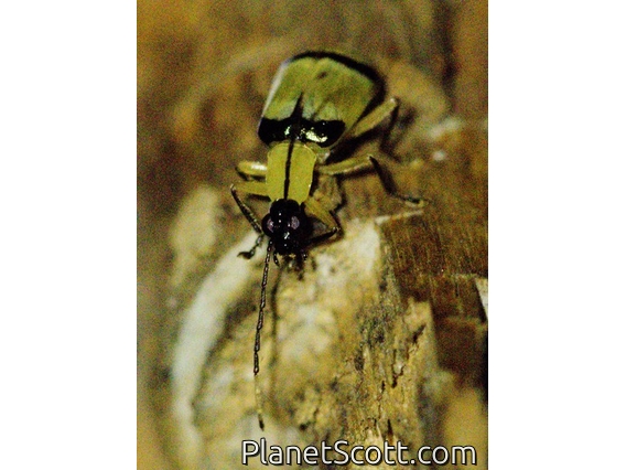 Skeletonizing Leaf Beetle (Diabrotica arcuata)