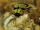 Skeletonizing Leaf Beetle (Diabrotica arcuata)