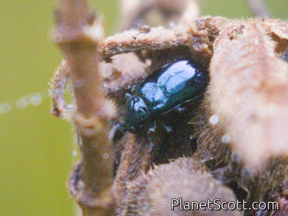 Beetle (Scarabaeidae sp)