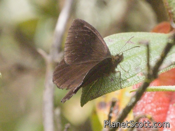 Skipper (Hesperiidae sp)