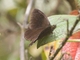 Skipper (Hesperiidae sp)