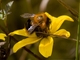 Bee (Apidae sp)