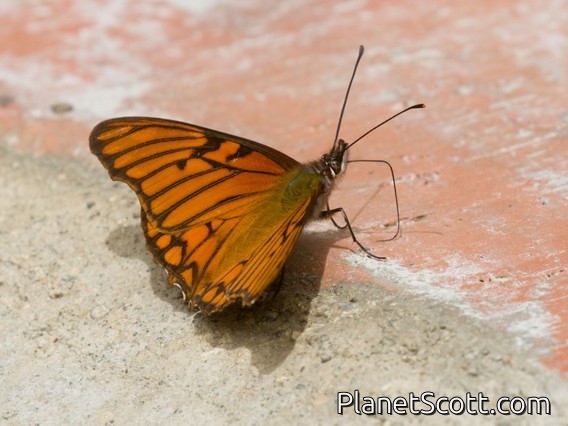 Andean Silverspot (Dione glycera)
