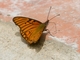 Andean Silverspot (Dione glycera)