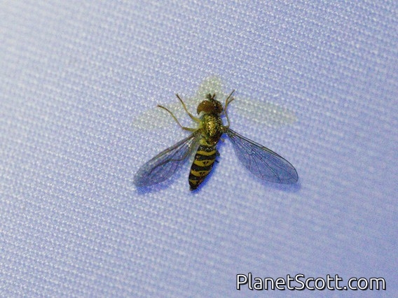 Calligrapher Fly (Toxomerus sp)