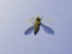 Calligrapher Fly (Toxomerus sp)