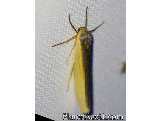 Lichen Moth (Agylla sp)