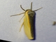 Lichen Moth (Agylla sp)