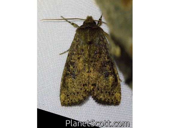 Cutworm Moth (Noctuidae sp)