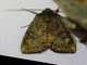 Cutworm Moth (Noctuidae sp)
