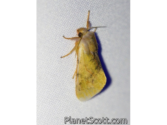 Tiger Moth (Palaeomolis sp)