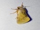 Tiger Moth (Palaeomolis sp)
