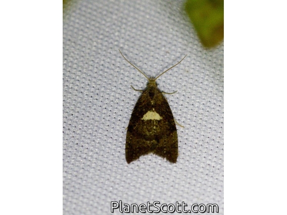 Tortricid Leafroller Moth (Tortricidae sp)