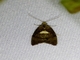 Tortricid Leafroller Moth (Tortricidae sp)