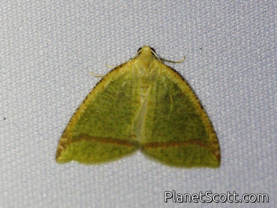 Geometer Moth (Perusia sp)