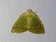 Geometer Moth (Perusia sp)