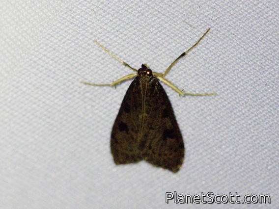 Crambid Snout Moth (Crambidae sp)