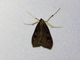 Crambid Snout Moth (Crambidae sp)
