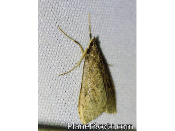 Crambid Snout Moth (Crambidae sp)