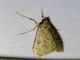 Crambid Snout Moth (Crambidae sp)