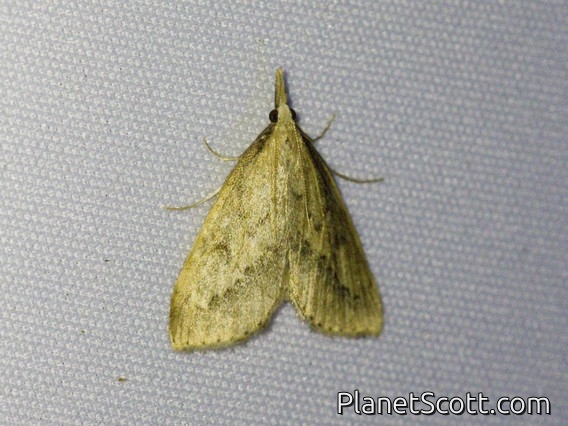Crambid Snout Moth (Crambidae sp)