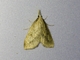 Crambid Snout Moth (Crambidae sp)