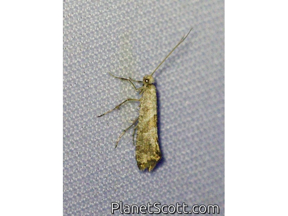 Tortricid Leafroller Moth (Tortricidae sp)