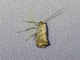 Tortricid Leafroller Moth (Tortricidae sp)