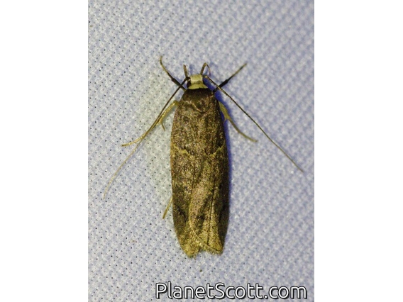 Curved-horn Moth (Pyralidae sp)