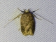 Curved-horn Moth (Pyralidae sp)