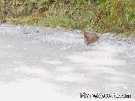 Stripe-faced Wood-Quail (Odontophorus balliviani)