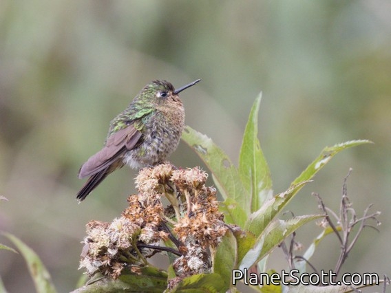 Tyrian Metaltail (Metallura tyrianthina) - Female