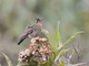 Tyrian Metaltail (Metallura tyrianthina) - Female