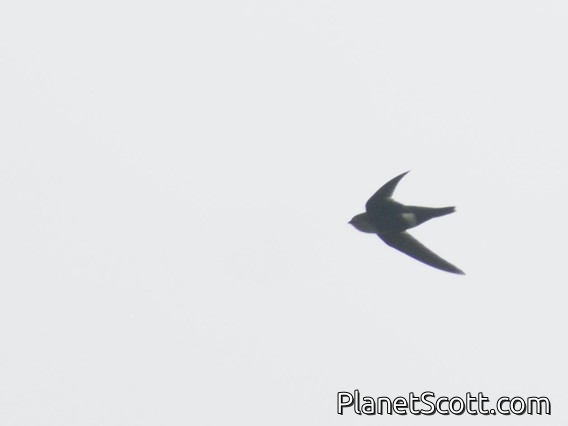 Gray-rumped Swift (Chaetura cinereiventris)