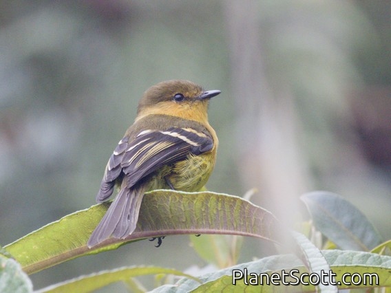 Ochraceous-breasted Flycatcher (Nephelomyias ochraceiventris)