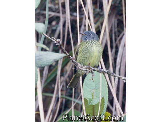 Streak-necked Flycatcher (Mionectes striaticollis)