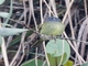 Streak-necked Flycatcher (Mionectes striaticollis)