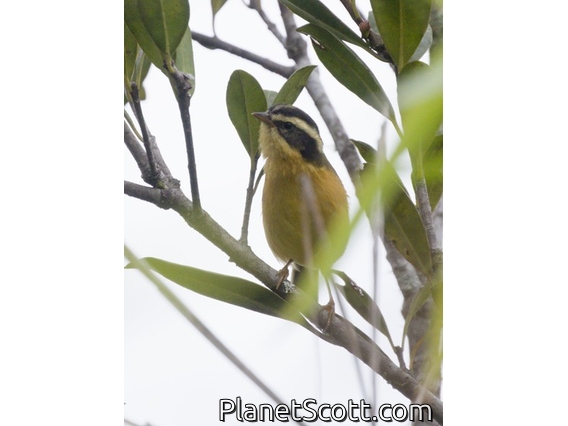 Three-striped Hemispingus (Hemispingus trifasciatus)