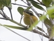 Three-striped Hemispingus (Microspingus trifasciatus)