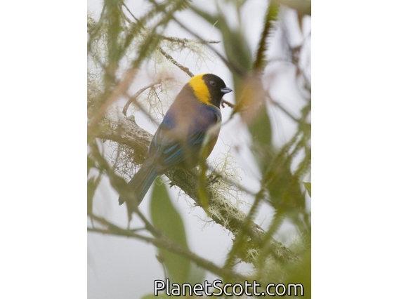 Golden-collared Tanager (Iridosornis jelskii)