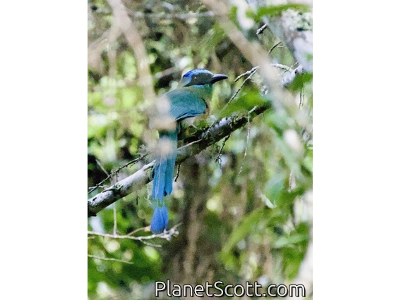 Amazonian Motmot (Momotus momota)